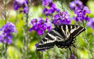 Fluginsekten, Neuflügler - Schmetterlinge  Schwalbenschwanz Schmetterling_Papilio machaon_Swallowtail 07.JPG