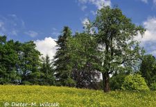 Mein Werdenfelser Land - Frühlingswiese am Riessersee.JPG