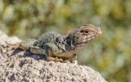 Reptilien, Echsen - Chuckwalla_Sauromalus obesus_Chuckwalla 01.JPG