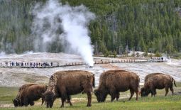 Tatonka - Der nordamerikanische Bison - Grasende Bisons im Yellowstone Nat'l Park vor Geysir.JPG