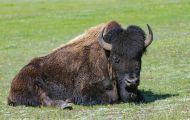 Tiere, Säugetiere - Huftiere  Amerikanischer Bison_Bison bison_Bison 06.JPG