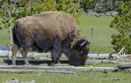 Tiere, Säugetiere - Huftiere  Amerikanischer Bison_Bison bison_Bison 09.JPG
