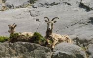 Tiere, Säugetiere - Huftiere  Dickhornschafwidder_Ovis canadensis_Bighorn Sheep 06.JPG