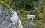 Tiere, Säugetiere - Huftiere  Schneeziege_Oreamnos americanus_Mountain Goat 02.JPG
