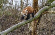 Tiere, Säugetiere - Raubtiere  Kleiner Panda_Ailurus Fulgens_Red Panda 04.JPG