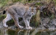Tiere, Säugetiere - Raubtiere  Luchs_Lynx lynx_Lynx 07.JPG