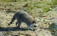 Tiere, Säugetiere - Raubtiere  Waschbär_Procyon lotor_Raccoon 05.JPG