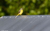 Tiere, Vögel - Sperlingsvögel Gebirgsstelze_Motacilla cinerea_Gray Wagtail 02.JPG