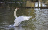 Tiere, Vögel - Gänsevögel  Höckerschwan_Cygnus olor_Mute Swan 02.JPG