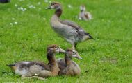 Tiere, Vögel - Gänsevögel  Nilgans_Alopochen aegyptiacus_Egyptian Goose 01.JPG