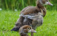 Tiere, Vögel - Gänsevögel  Nilgans_Alopochen aegyptiacus_Egyptian Goose 03.JPG