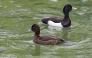 Tiere, Vögel - Gänsevögel  Reiherente_Aythya fuligula_Tufted Duck 02.JPG