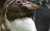 Tiere, Vögel - Pinguine  Humboldtpinguin_Spheniscus humboldti_Peruvian Penguin 06.JPG