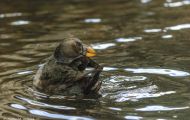 Tiere, Vögel - Regenpfeiferartige Vögel  Hornlund_Fratercula corniculata_Horned Puffin 03.JPG