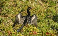 Tiere, Vögel - Ruderfüßer  Amerikanischer Schlangenhalsvogel_Anhinga anhinga_Anhinga 03.JPG