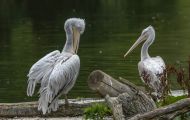 Tiere, Vögel - Ruderfüßer  Krauskopfpelikan_Pelecanus crispus_Dalmatian Pelican 02.JPG