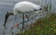 Tiere, Vögel - Schreit- und Storchenvögel  Waldstorch_Mycteria americana_Wood Stork 03.JPG