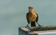 Tiere, Vögel - Sperlingsvögel  Bootschwanzgrackel_Quiscalus major_Boat-Tailed Grackle 05.JPG