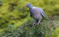 Tiere, Vögel - Taubenvögel  Ringeltaube_Columba palumbus_Wood Pigeon 05.JPG