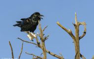 Tiere, Voegel - Sperlingsvoegel  Kolkrabe_Corvus corax_Common Raven 14.JPG