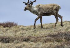 Tierwelt Alaskas - Rentier.JPG