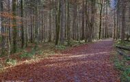 Wälder, Laubwald - Oberbayern  Laubwald 07.JPG