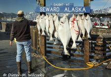 Alaskas Kenai Halbinsel - Catch of the Day Seward Small Boat Harbor.JPG