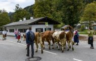 Bayern, Ramsau bei Berchtesgaden - Ort / Almabtrieb