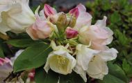 Gärten & Parks - Staudenpflanzen Rhododendron mit gelben Blüten 01.JPG