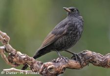 Heimische Gartenvögel - Amsel.JPG