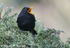 Heimische Gartenvögel - Gefiederte Freunde - Amsel.JPG