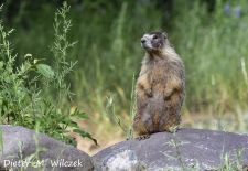 Murmeltiere in Nordamerika - Gelbbauchmurmeltier, Jasper, Alberta, Kanada.JPG