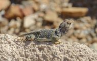 Reptilien, Echsen - Chuckwalla_Sauromalus obesus_Chuckwalla 02.JPG