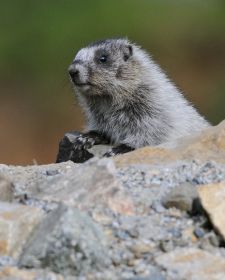 Tiere der kanadischen Rocky Mountains - Eisgraues Murmeltier, Yoho Valley Road.JPG