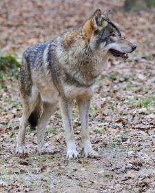 Tiere der kanadischen Rocky Mountains - Timberwolf, Kootenay Valley.JPG