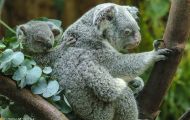 Tiere, Säugetiere - Beuteltiere  Koalabär_Phascolarctos cinereus_Koala bear 05.JPG