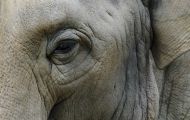 Tiere, Säugetiere - Elefanten  Asiatischer Elefant_Elephas maximus_Asian Elephant 09.JPG