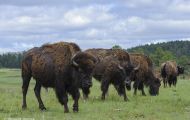 Tiere, Säugetiere - Huftiere  Amerikanischer Bison_Bison bison_Bison 02.JPG