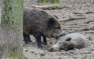Tiere, Säugetiere - Huftiere  Wildschwein_Sus scrofa_Wild Boar 03.JPG