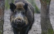 Tiere, Säugetiere - Huftiere  Wildschwein_Sus scrofa_Wild Boar 06.JPG