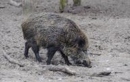 Tiere, Säugetiere - Huftiere  Wildschwein_Sus scrofa_Wild Boar 07.JPG