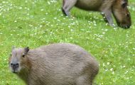 Tiere, Säugetiere - Nagetiere  Capybara_Hydrochaeris hydrochaeris_Capybara 05.JPG