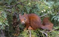 Tiere, Säugetiere - Nagetiere  Europäisches Eichhörnchen_Sciurus vulgaris_Eurasian Red Squirrel 04.JPG