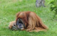 Tiere, Säugetiere - Primaten  Orang-Utan_Pongo pygmaeus_Orangutan 05.JPG