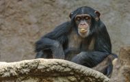 Tiere, Säugetiere - Primaten  Schimpanse_Pan troglodytes_Common Chimpanzee 02.JPG
