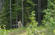 Tiere, Säugetiere - Raubtiere  Kojote_Canis latrans_Coyote 03.JPG