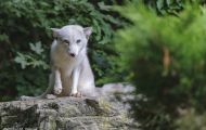 Tiere, Säugetiere - Raubtiere  Polarfuchs_Alopex lagopus_Arctic Fox 01.JPG