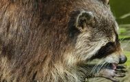 Tiere, Säugetiere - Raubtiere  Waschbär_Procyon lotor_Raccoon 12.JPG