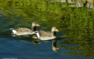 Tiere, Vögel - Gänsevögel  Graugans_Anser anser_Western Greylag Goose 01.JPG
