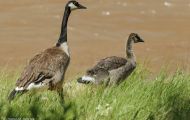 Tiere, Vögel - Gänsevögel  Kanadagans_Branta canadensis_Canada Goose 04.JPG